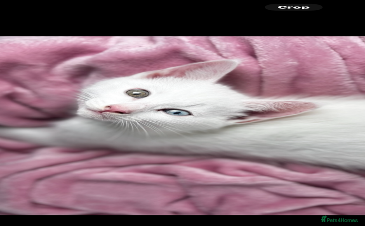 Maine Coon cats - Advert 1