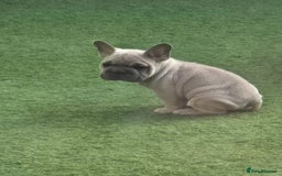 French Bulldog dogs for sale: 2 stunning frenchbulldog boys for sale  - Image 5