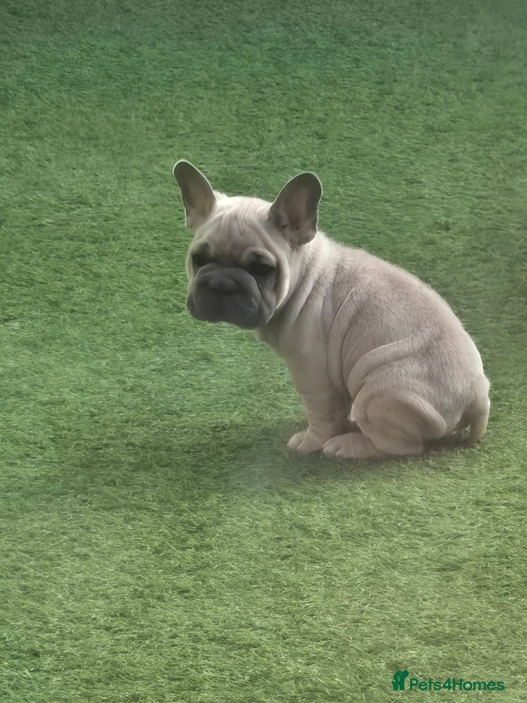 French Bulldog dogs for sale: 2 stunning frenchbulldog boys for sale  - Image 5