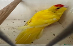 Parakeets birds for sale: Hen kakariki Cinnamon Blue & Buttercup - Image 4