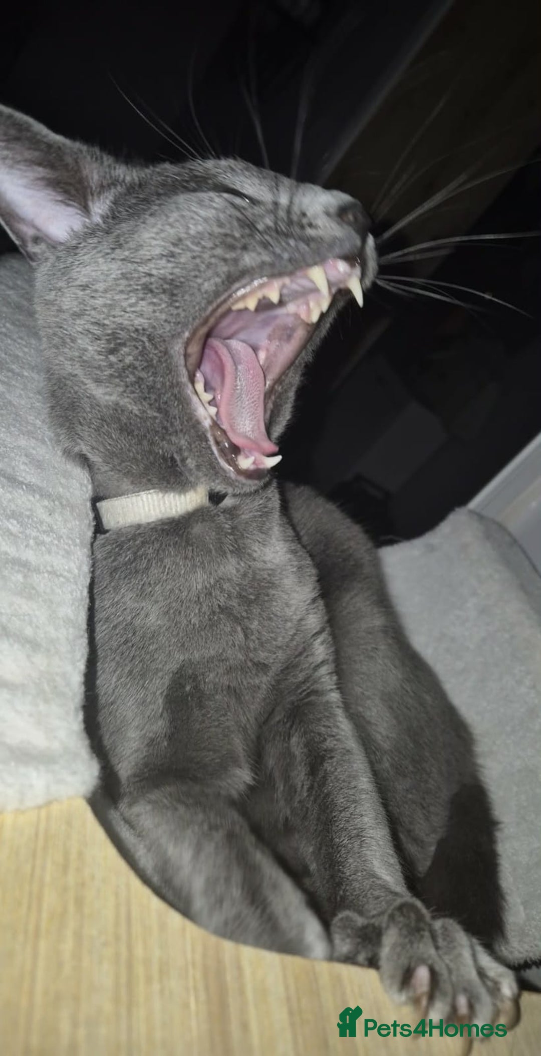 Russian Blue cats for sale: Russian Blue boy for rehoming  - Advert 2