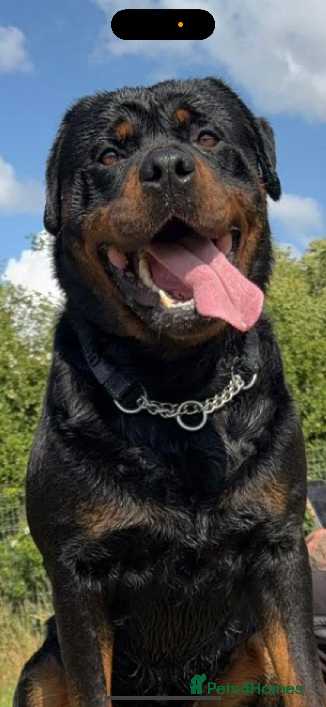 Rottweiler dogs for sale: Big boned chunky Rottweiler puppies - Image 11