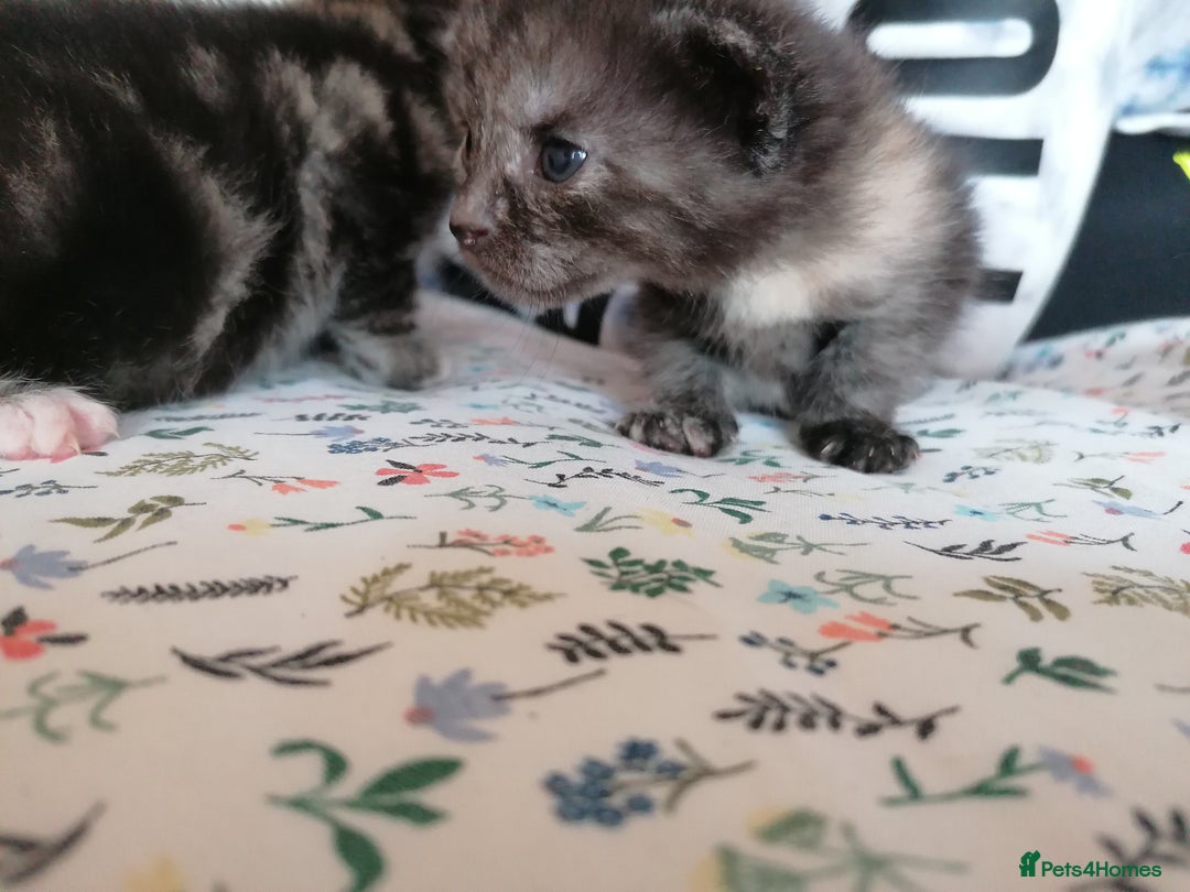 Domestic Shorthair cats for sale: Stunning kittens for sale  - Image 36