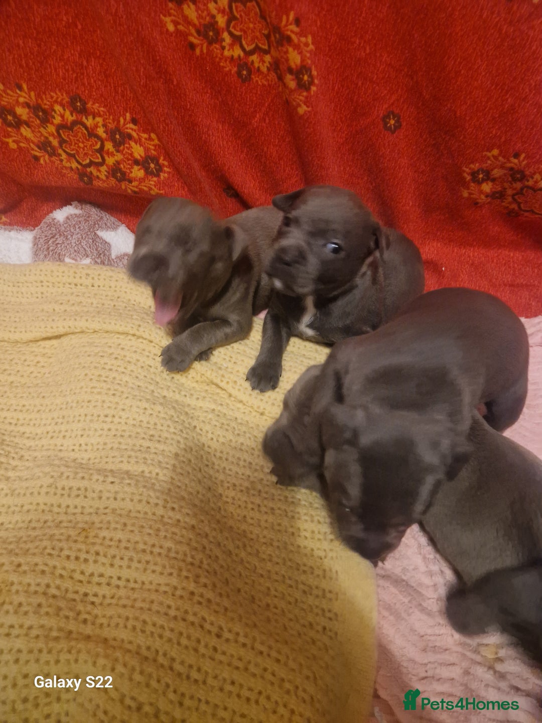 Staffordshire Bull Terrier dogs for sale: PIRO X PHARAON BLUE PUPS - Advert 11