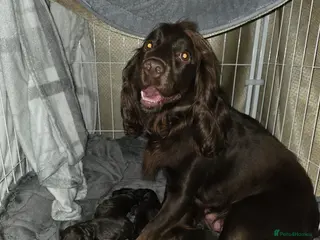 Cocker Spaniel dogs KC Registered Working Cocker Spaniel Pups - Advert 9