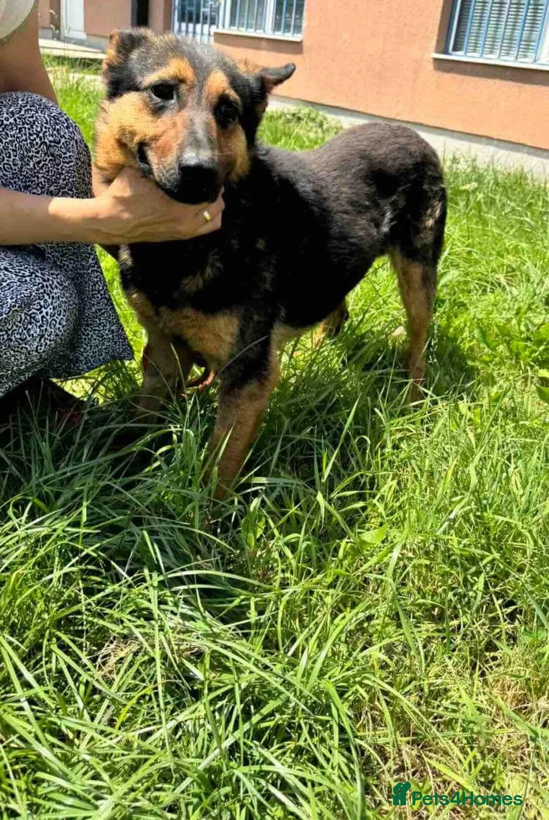 German Shepherd dogs for adoption: RICO  - Advert 14