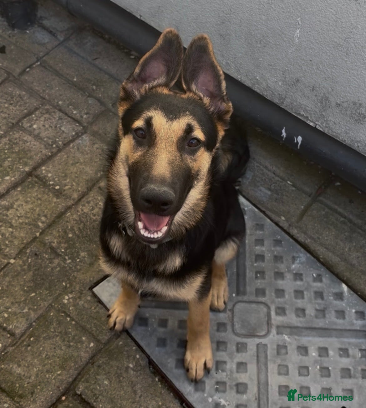 German Shepherd dogs 6 months old German Shepard cross Belgian mal - Advert 1