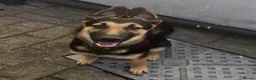 German Shepherd dogs for sale: 6 months old German Shepard cross Belgian mal - Advert 1