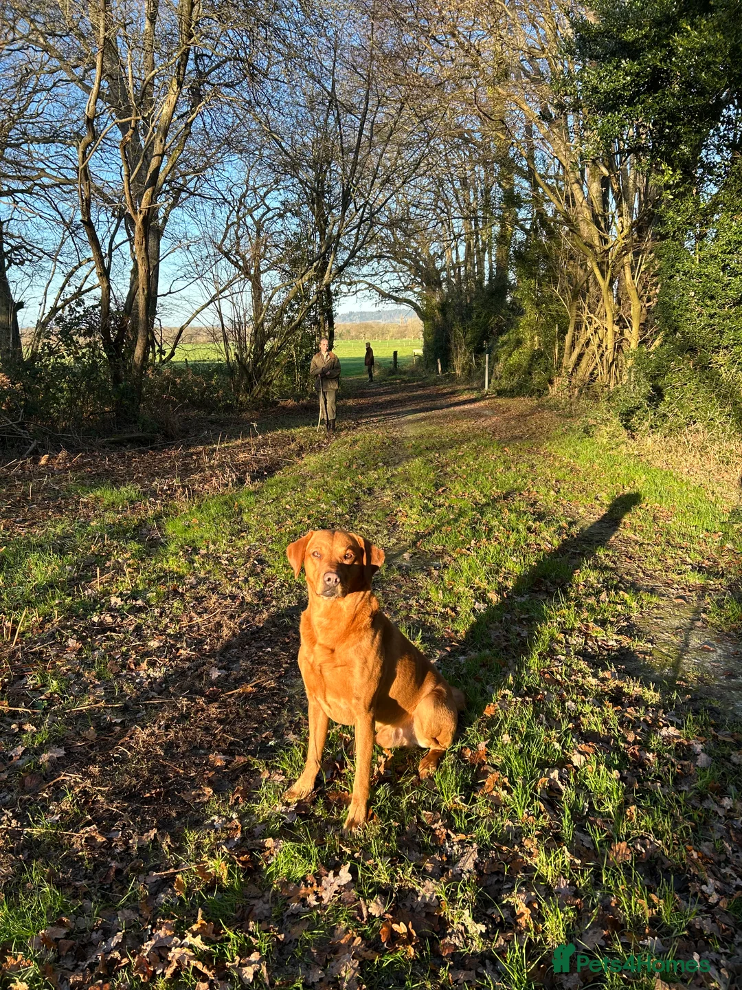 Labrador Retriever dogs for stud: KC working lab for stud in Guildford - Advert 2