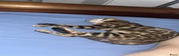 Bengal cats for sale: Beautiful Bengal Female Bengal “Nala” – Rehoming - Advert 2