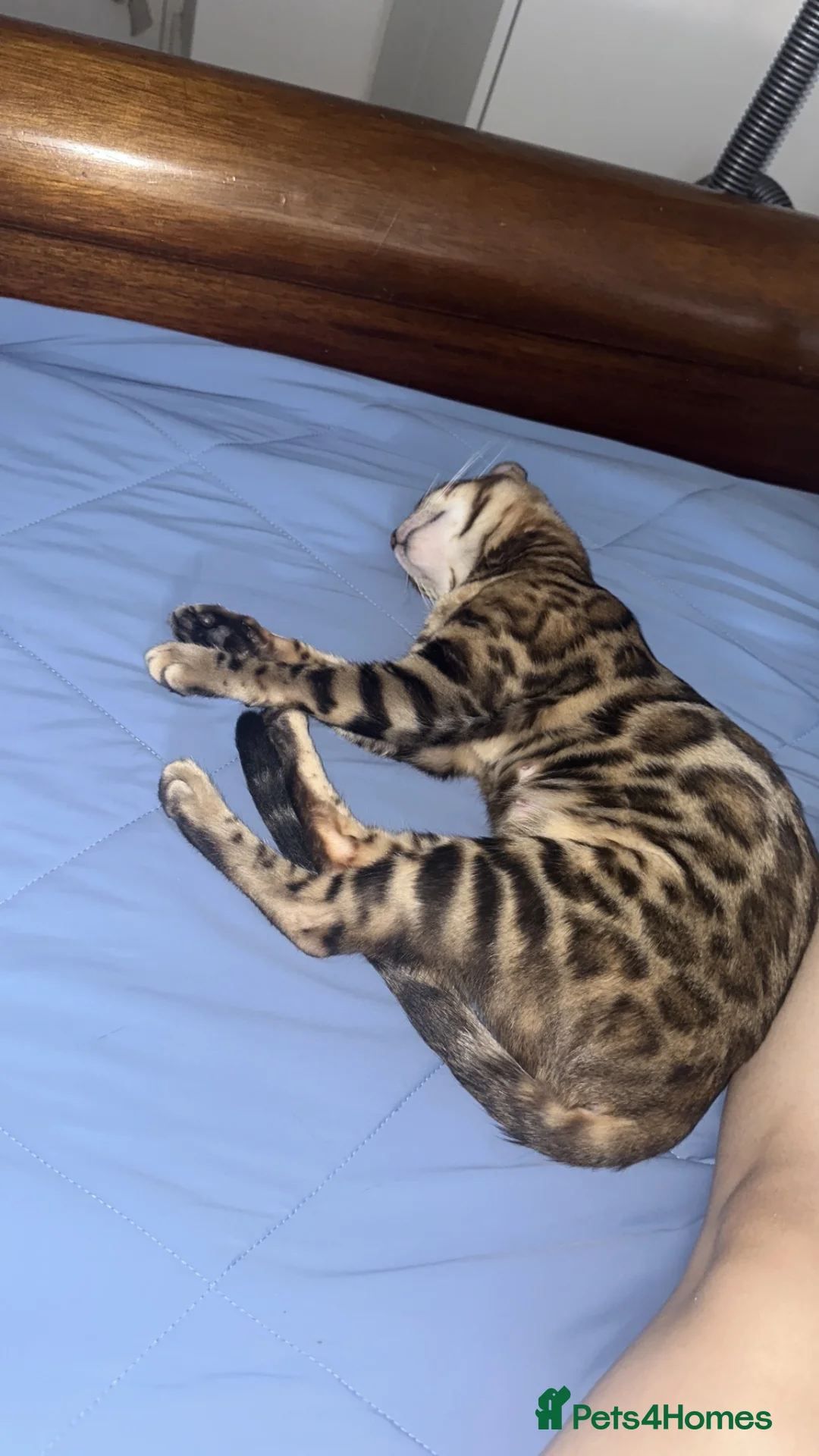 Bengal cats for sale: Beautiful Bengal Female Bengal “Nala” – Rehoming - Advert 2