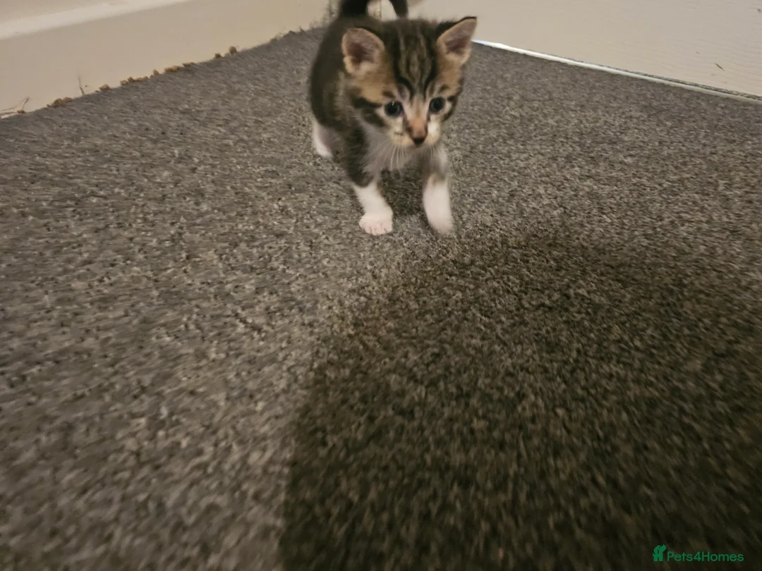 Mixed Breed cats for sale: Tabby x maincoon mix kittens - Advert 1