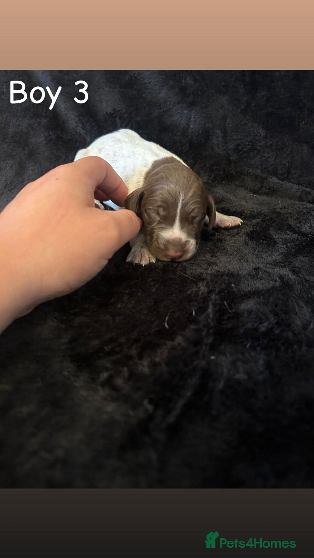 German Shorthaired Pointer dogs for sale: Beautiful pointer puppies - Image 8