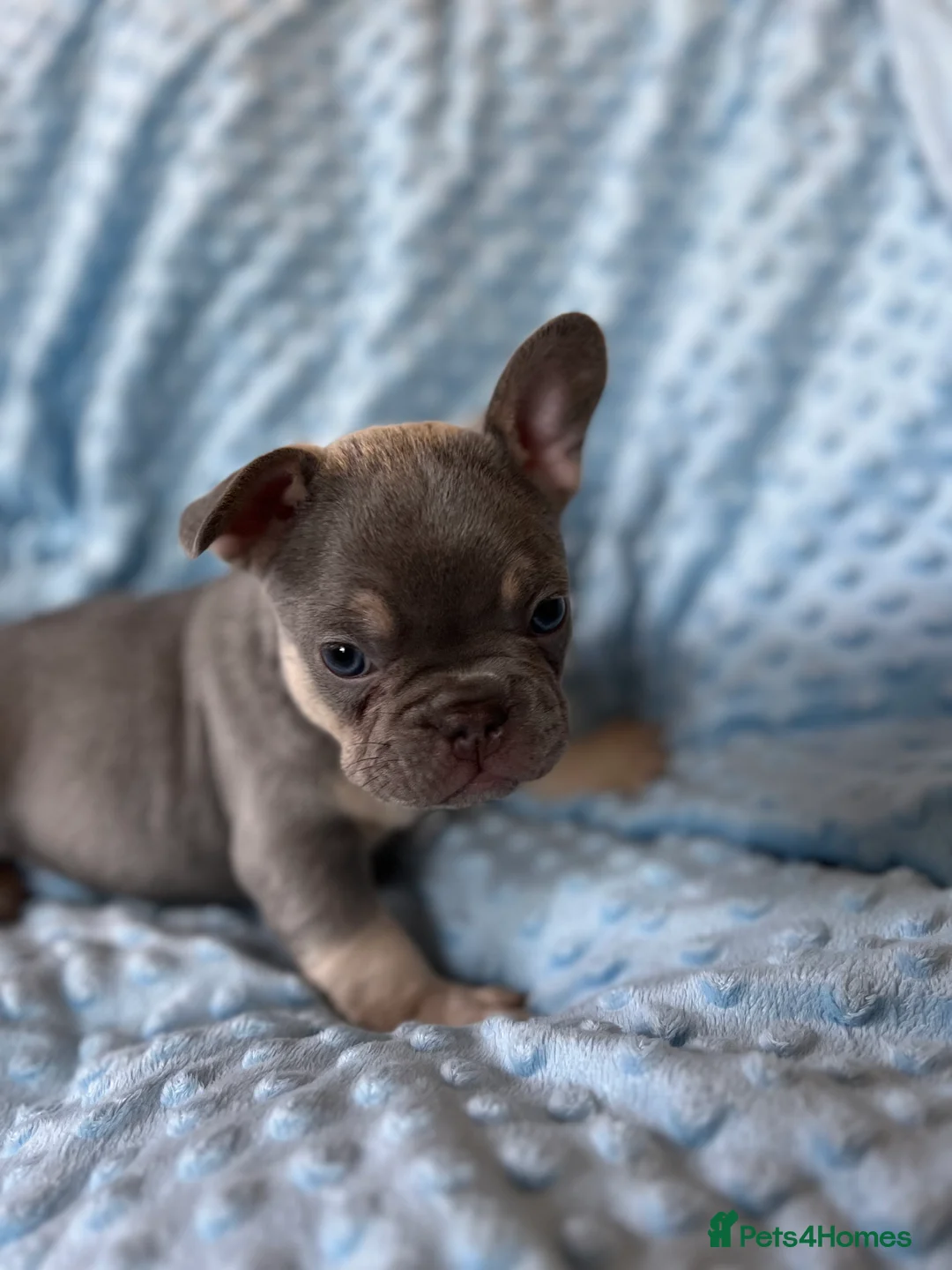 French Bulldog dogs for sale: Adorable French Bulldog puppies - Advert 10