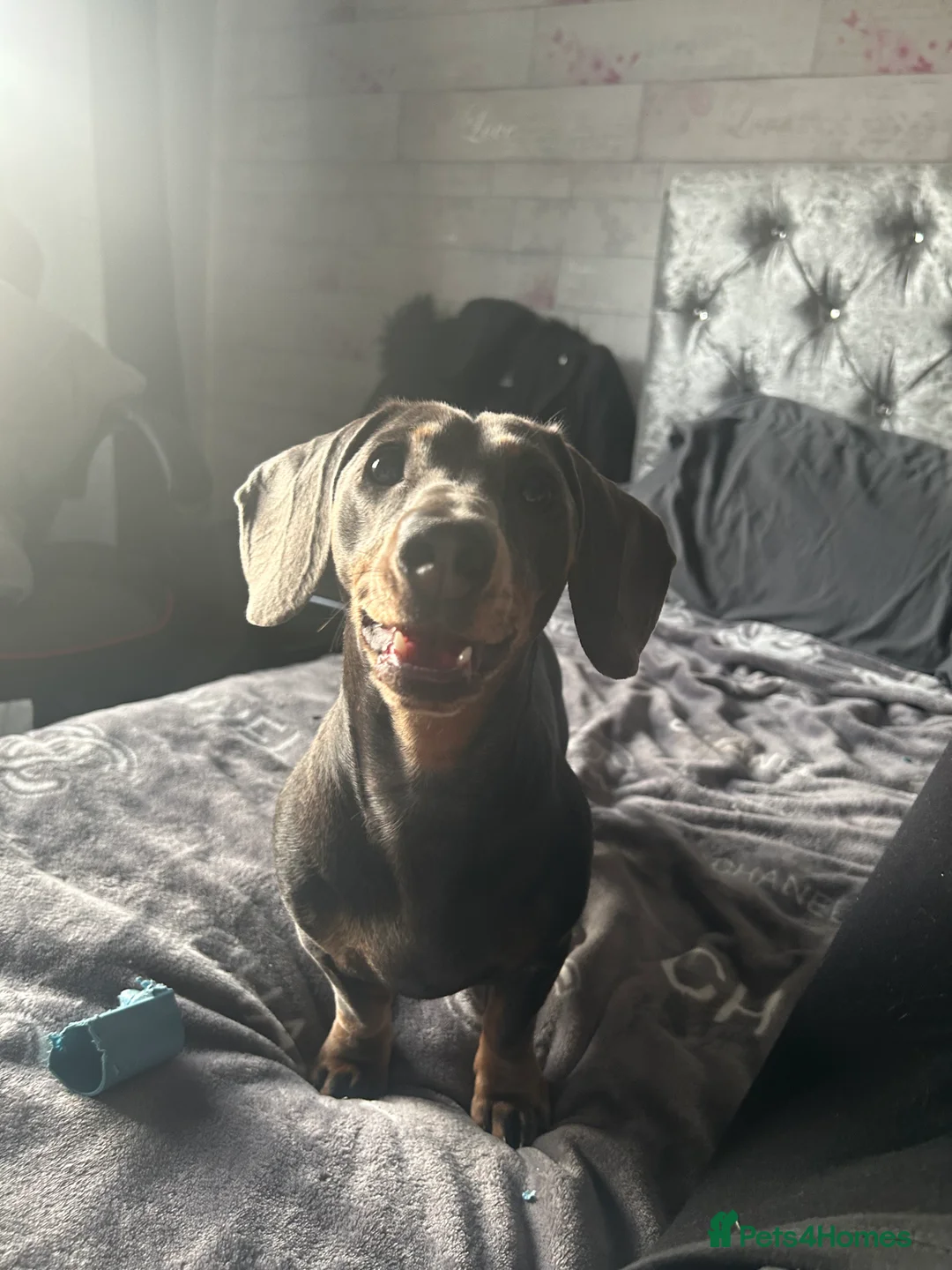 Chiweenie dogs for sale: blue chiweenie and Black and Tan   - Advert 3