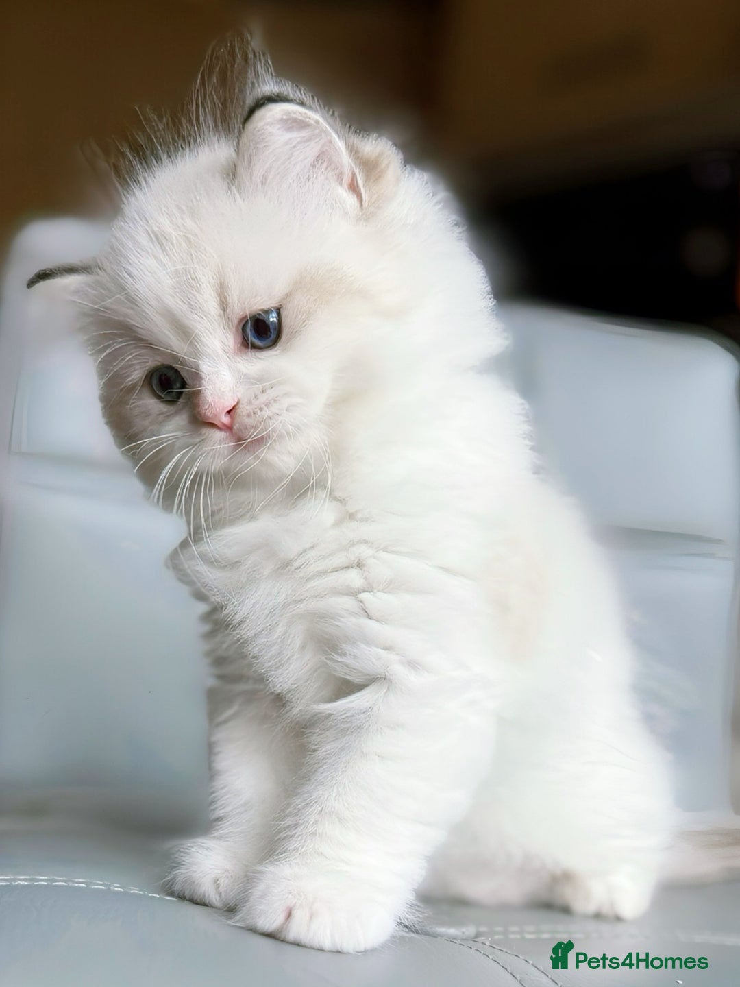 Ragdoll cats for sale: DNA Tested Ragdoll Kitten 1 Male Available  - Advert 5