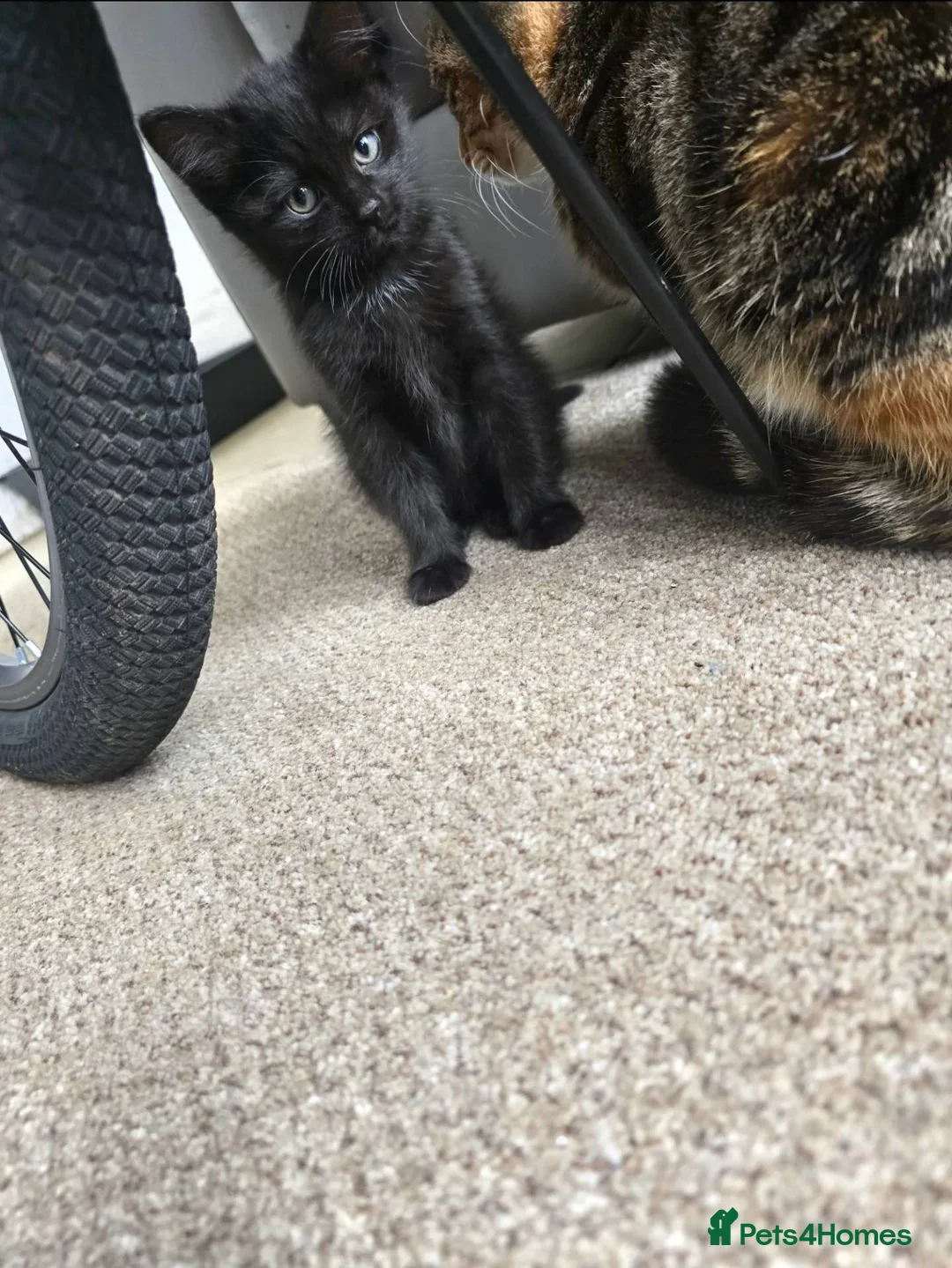 Mixed Breed cats for sale: Ready to leave!! - Advert 3