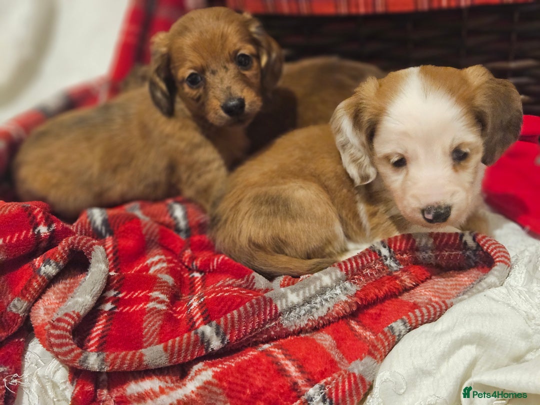 Miniature Dachshund dogs for sale: Longhaired Miniature Dachshund  - Advert 8