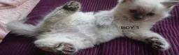 Ragdoll cats for sale: 100% RAGDOLL Kittens😻😽😺 - Advert 4