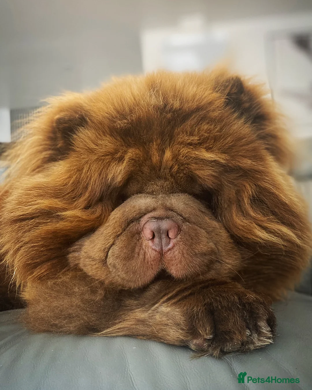 Chow Chow dogs for stud: HERSHEY the famous chocolate carrying blue. in Cheltenham - Advert 11