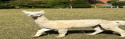Alpaca livestock for sale: BAS registered male Alpaca for sale - Advert 5