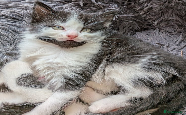 Mixed Breed cats - Advert 11