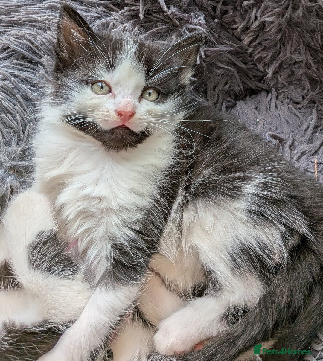 Mixed Breed cats for sale: 4 Little Boys  - Image 1