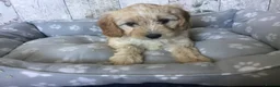 Mixed Breed dogs for sale: Adorable Cockalierpoo pups ( so cute) - Advert 4