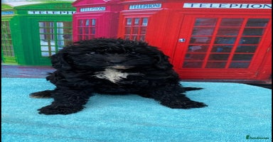Cavapoo dogs - Advert 7