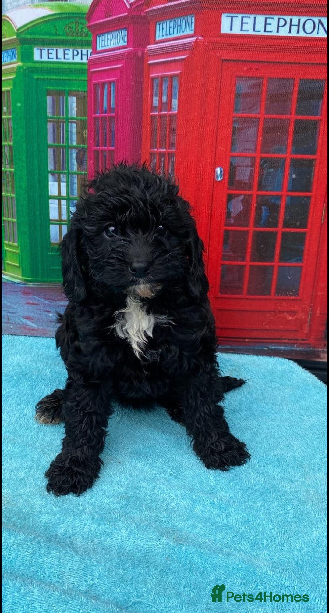 Cavapoo dogs for sale: Gorgeous cavapoo READY NOW! - Image 2