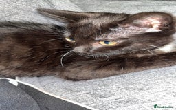 Domestic Shorthair cats for sale: 2 cats for sale 1 boy and a girl  - Image 1