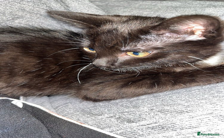 Domestic Shorthair cats - Advert 4