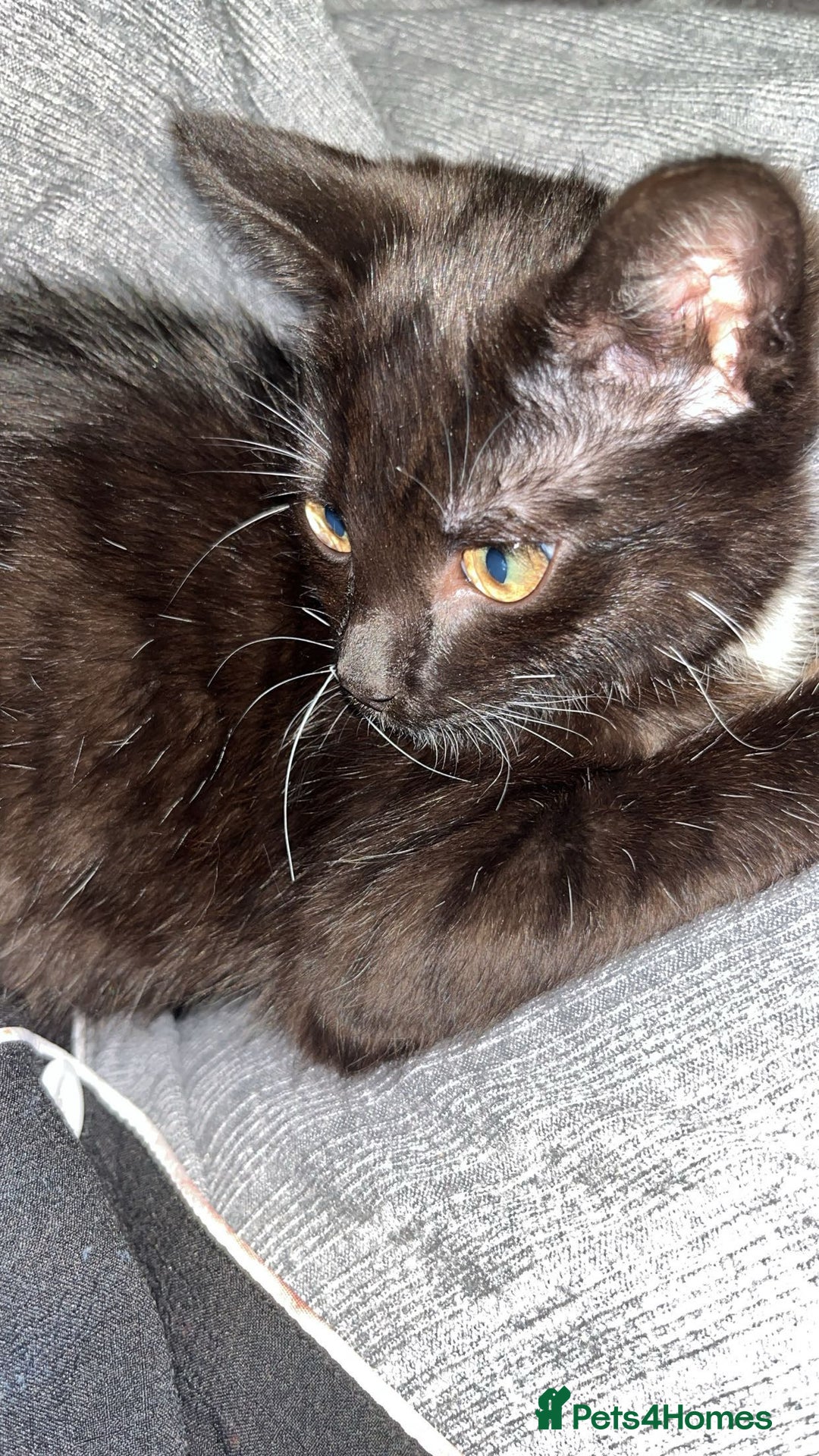 Domestic Shorthair cats for sale: 2 cats for sale 1 boy and a girl  - Image 1