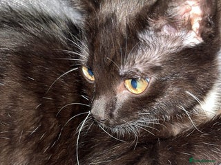 Domestic Shorthair cats - Advert 8