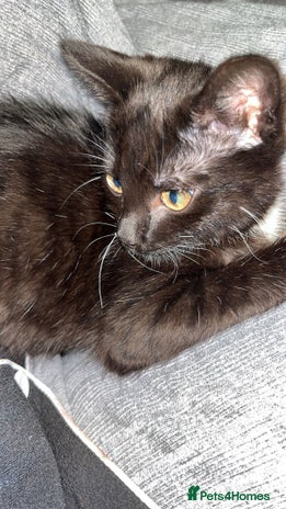 Domestic Shorthair cats - Advert 14