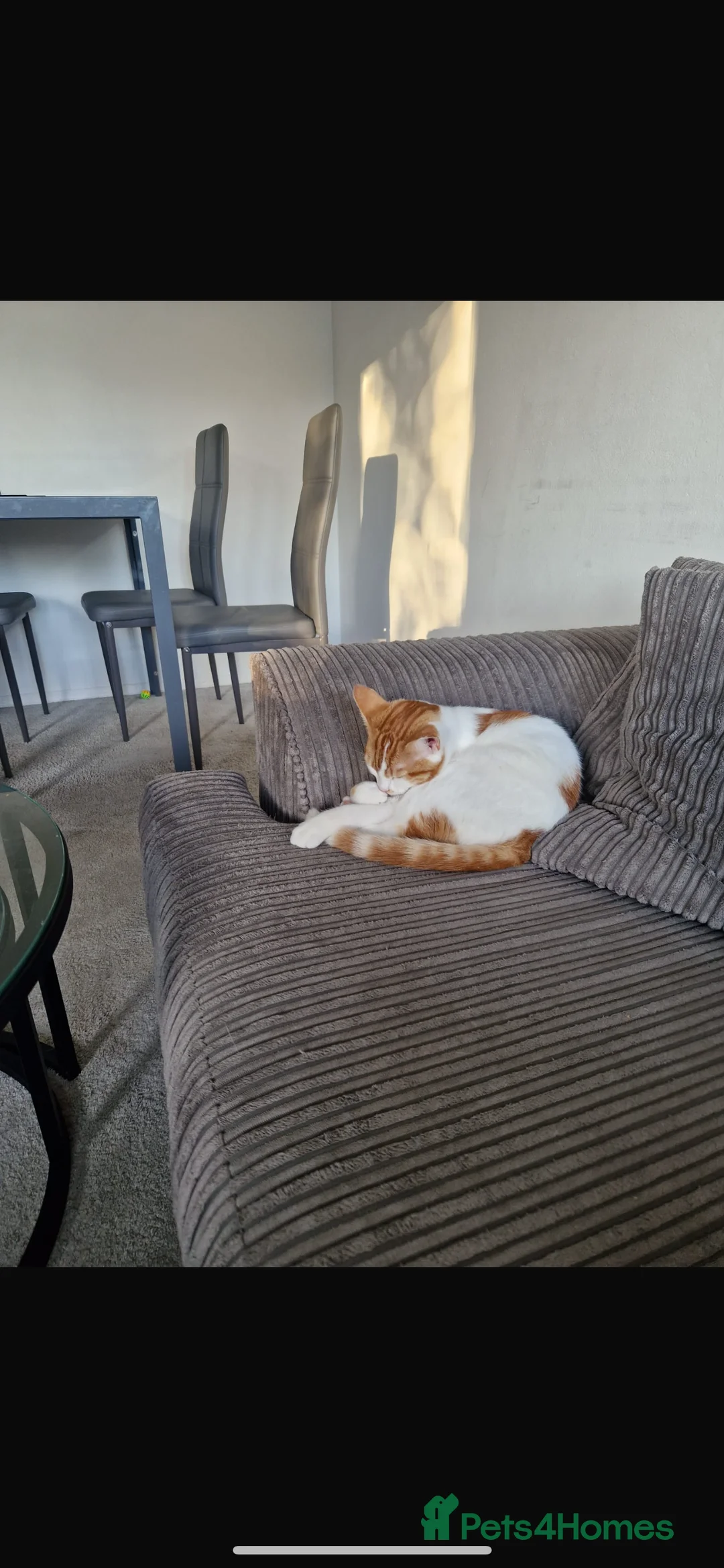 British Shorthair cats for sale: Beautiful ginger cat for sale  in London - Advert 1