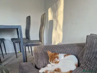 British Shorthair cats Beautiful ginger cat for sale - Advert 1