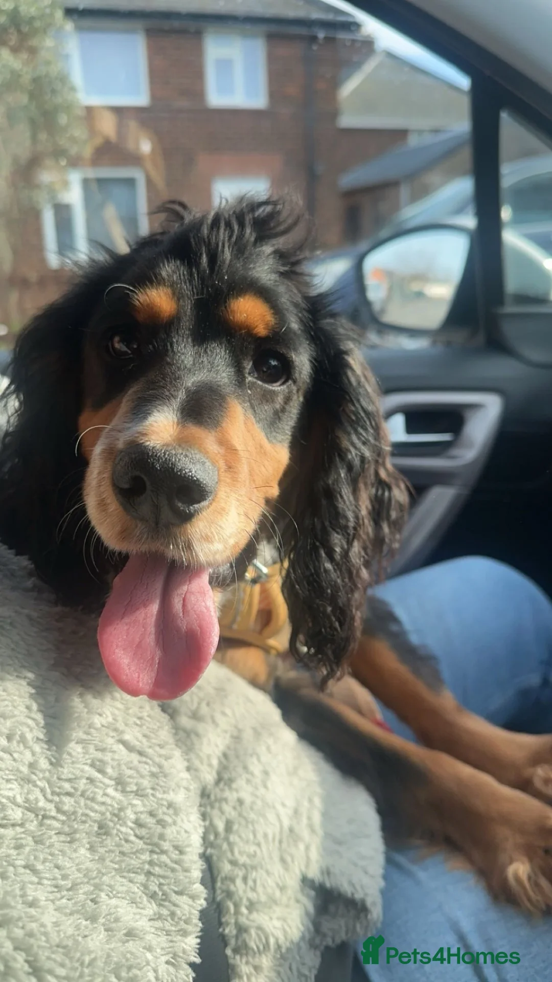 Cocker Spaniel dogs for sale: 2 year old Cocker Spaniel in Bagillt - Advert 4