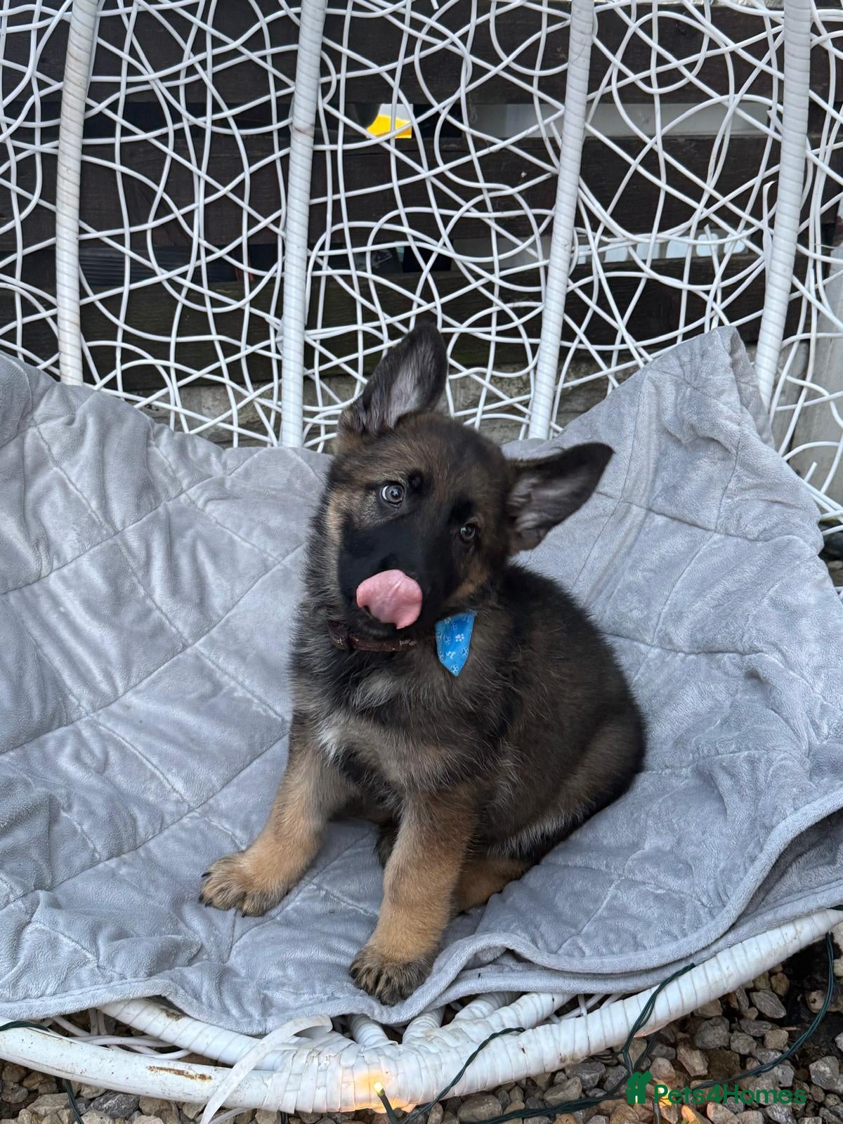 German Shepherd dogs lovely GSD puppies  - Advert 1