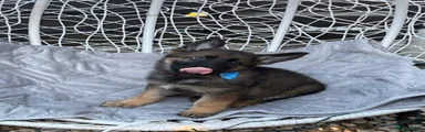 German Shepherd 1 BOY