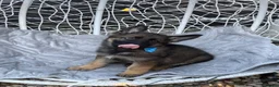 German Shepherd dogs for sale: lovely GSD puppies  - Advert 1