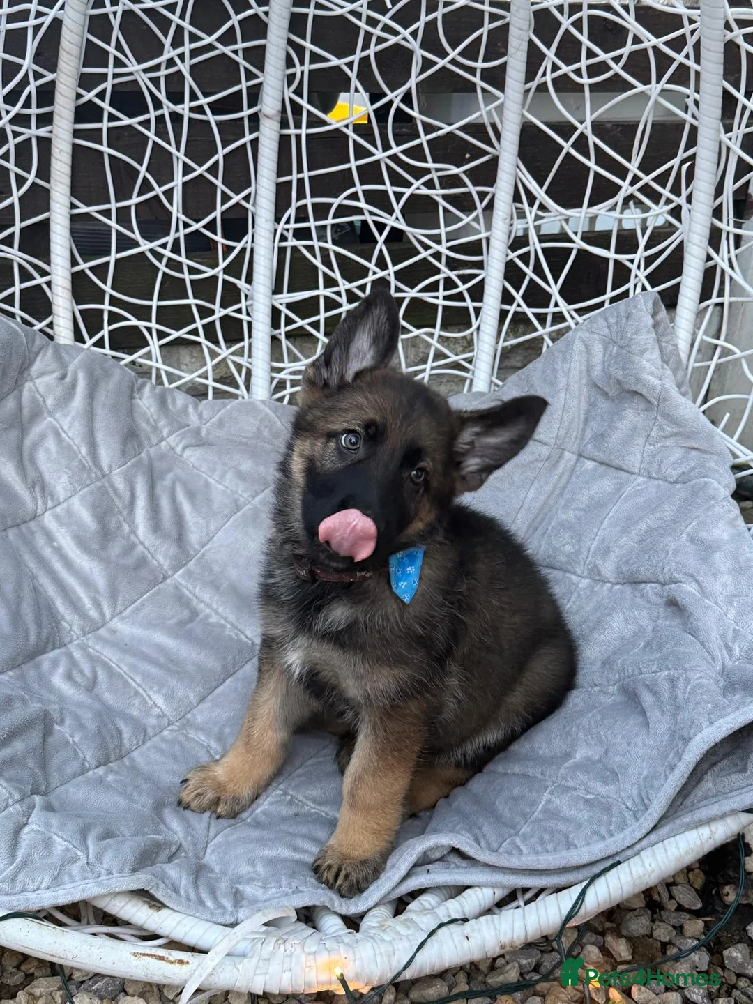 German Shepherd dogs for sale: lovely GSD puppies  - Advert 1