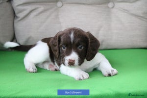 English Springer Spaniel dogs - Advert 2
