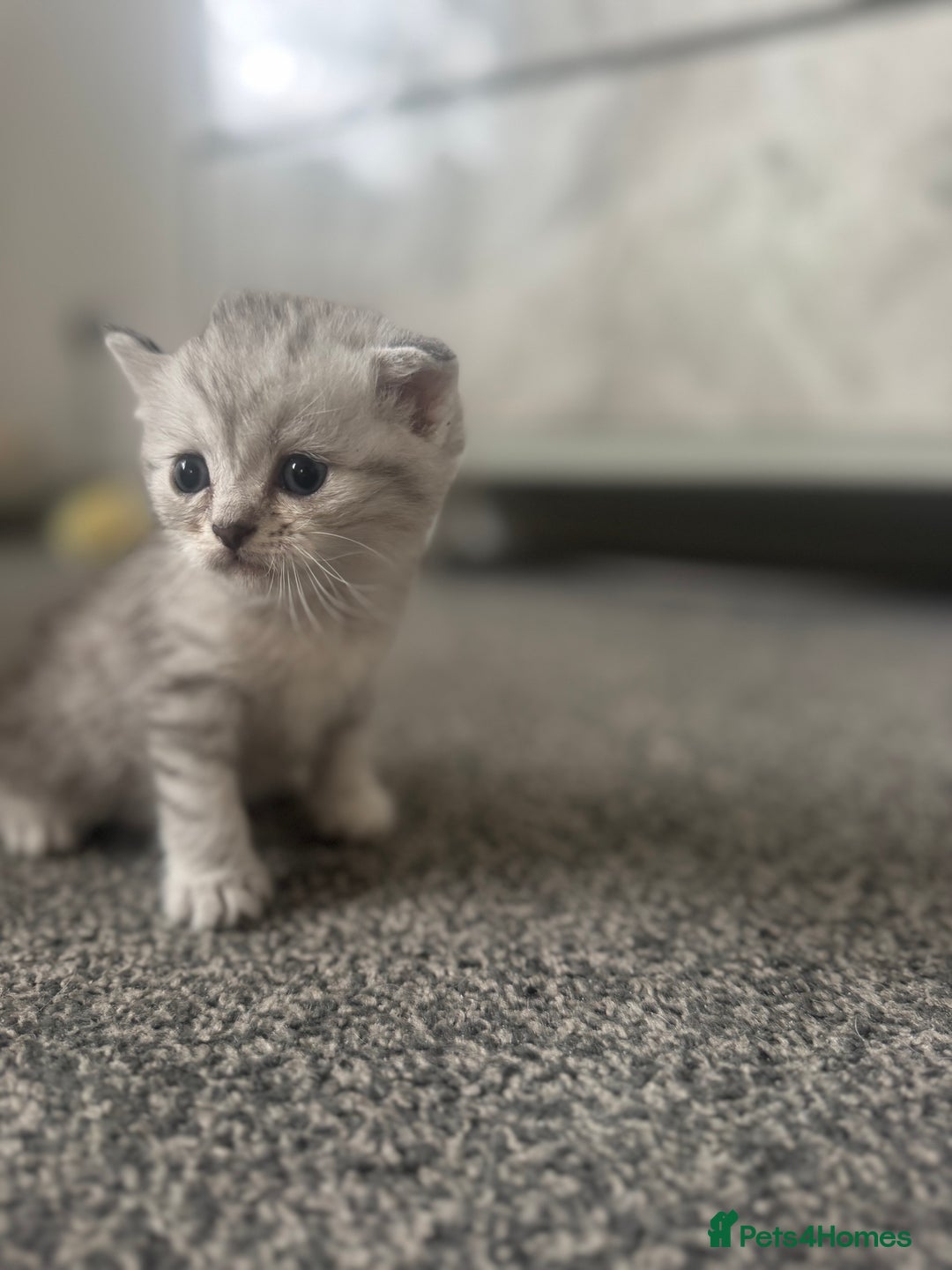 Scottish Fold cats for sale: 🐾 Beautiful Scottish Fold Kittens for Sale 🐾 - Image 12