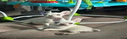 French Bulldog dogs for sale: platinum french bulldog girls kc registered  - Advert 5