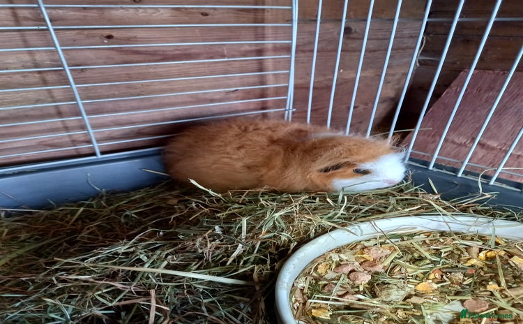 Guinea Pig rodents - Advert 13