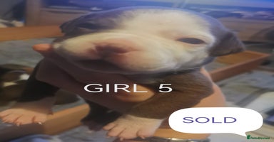 Mixed Breed dogs - Advert 1