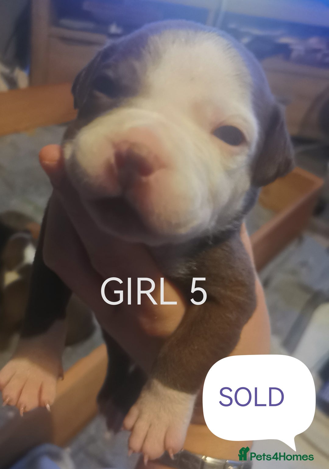 Mixed Breed dogs for sale: Lab x staff pups  - Image 2