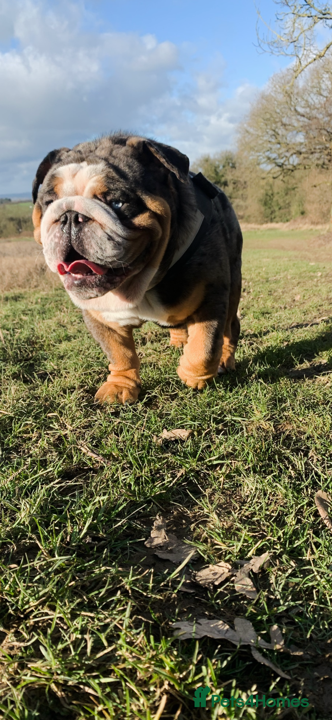English Bulldog dogs for stud: Black Friday deal!!! in Derby - Advert 7