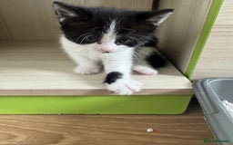 Mixed Breed cats for sale: Kittens 8 weeks old  - Image 5